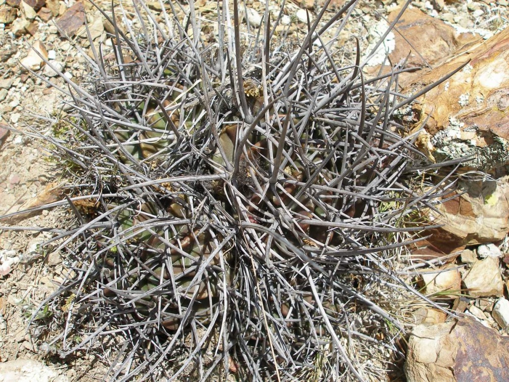 P1015954