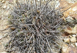 P1015954