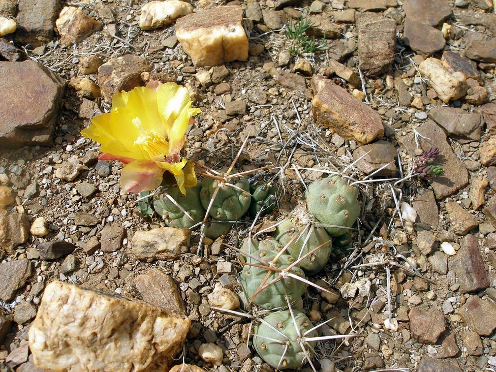 P1015964