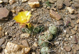 P1015964