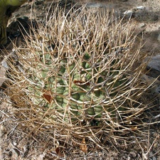 P1015981