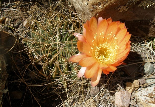 P1016064