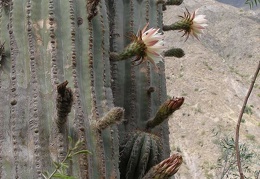 P1016118