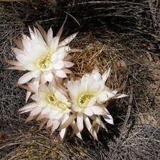 P1016123