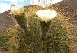 P1016155