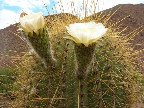 P1016155