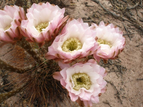 P1016176