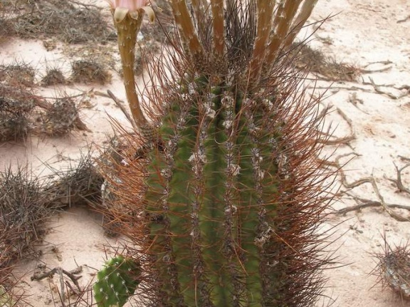P1016177