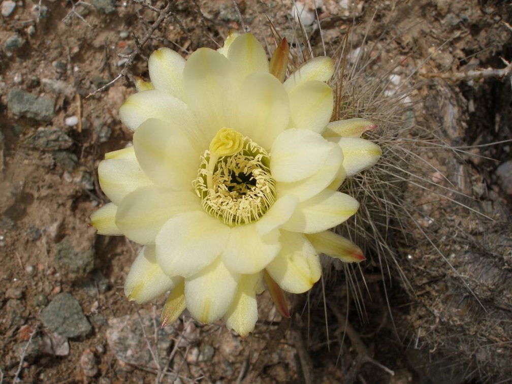 P1016266