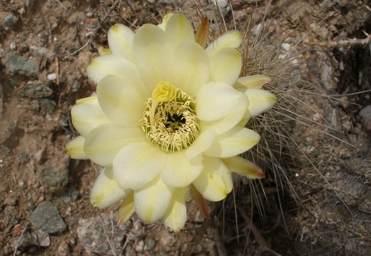 P1016266