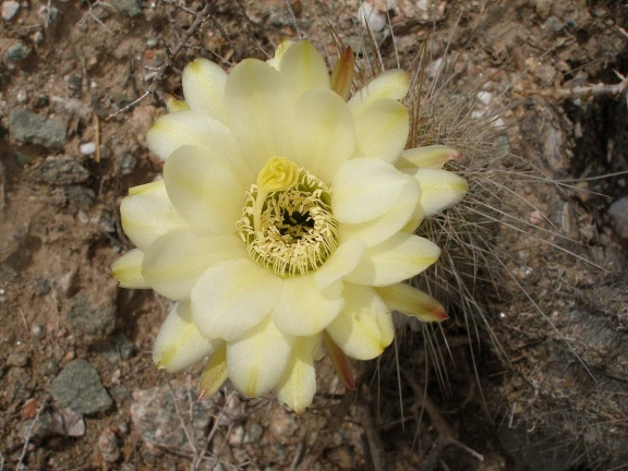 P1016266