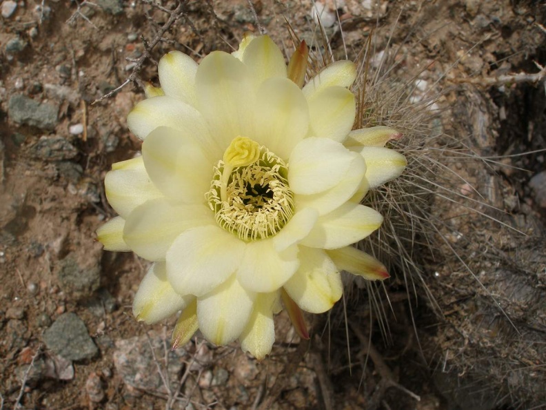P1016266