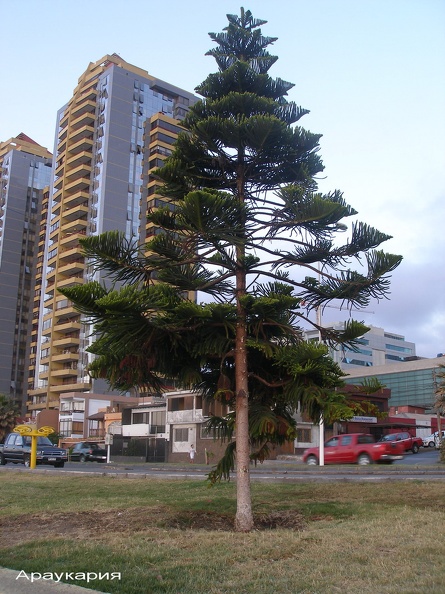 P1017859.jpg