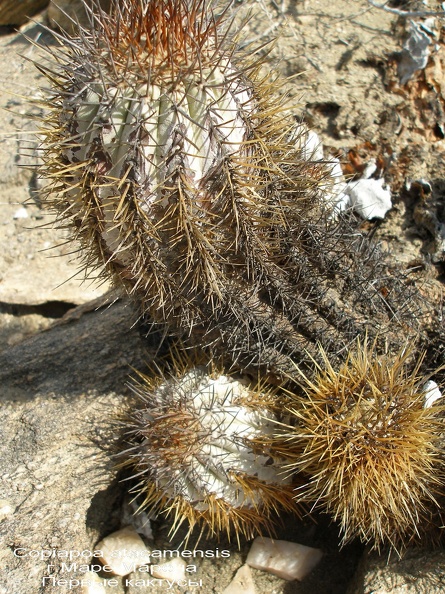 P1017882.jpg