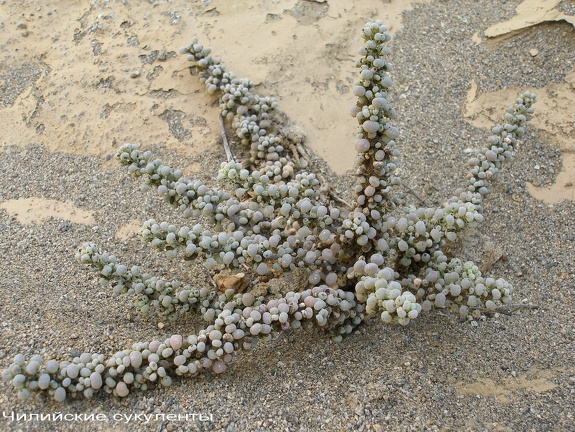 P1017898