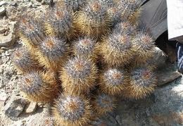 P1017908