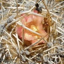 P1017934