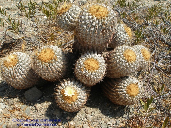 P1017988