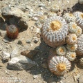 P1017991