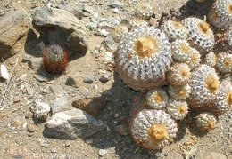 P1017991