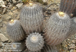 P1018033