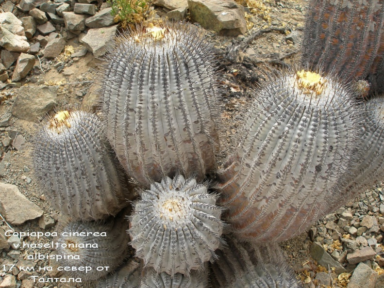 P1018033