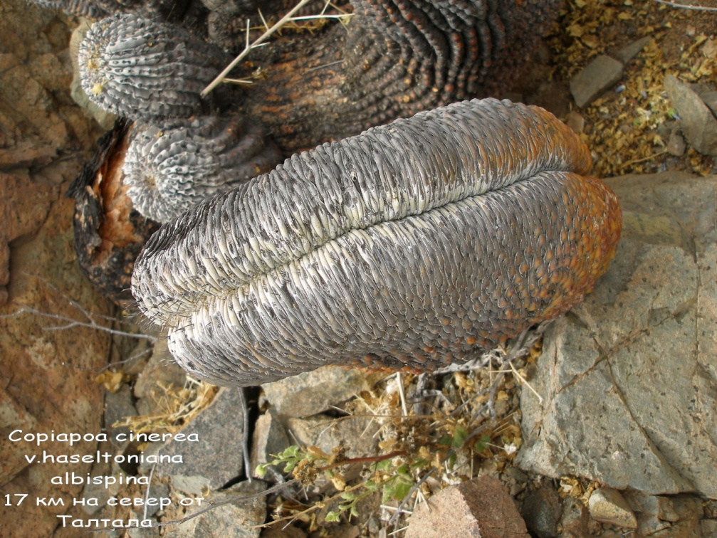 P1018038