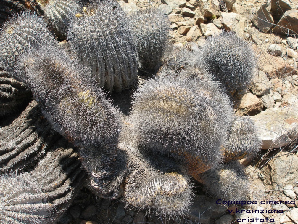 P1018075
