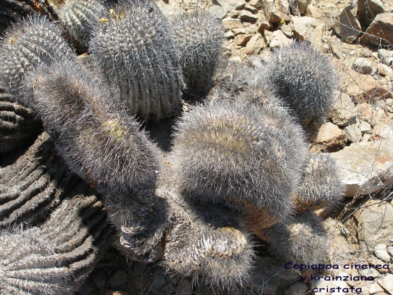 P1018075