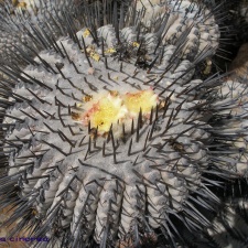 P1018106