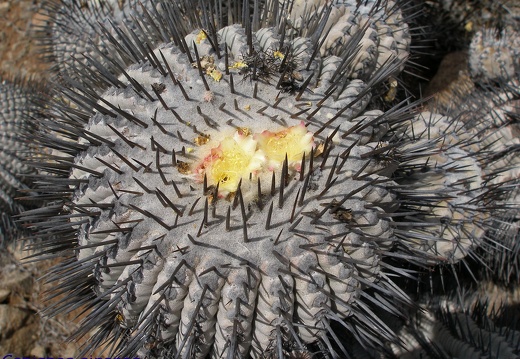 P1018106