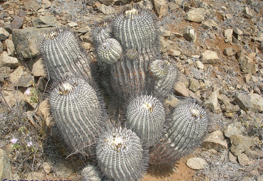 P1018107