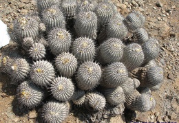 P1018112