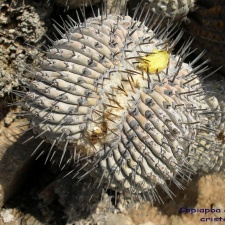P1018113