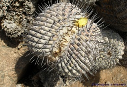 P1018113