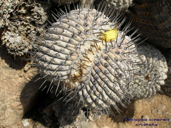 P1018113