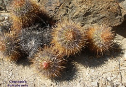 P1018119