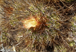 P1018124