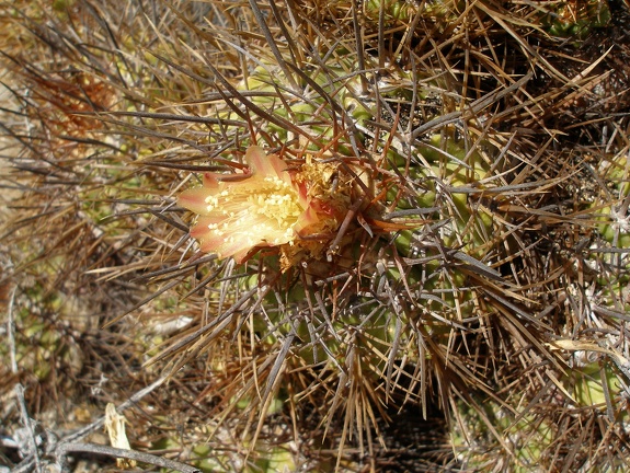 P1018124