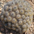 P1018136