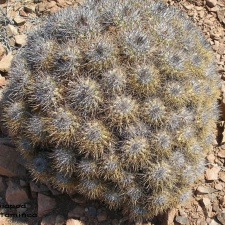 P1018136