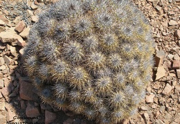 P1018136