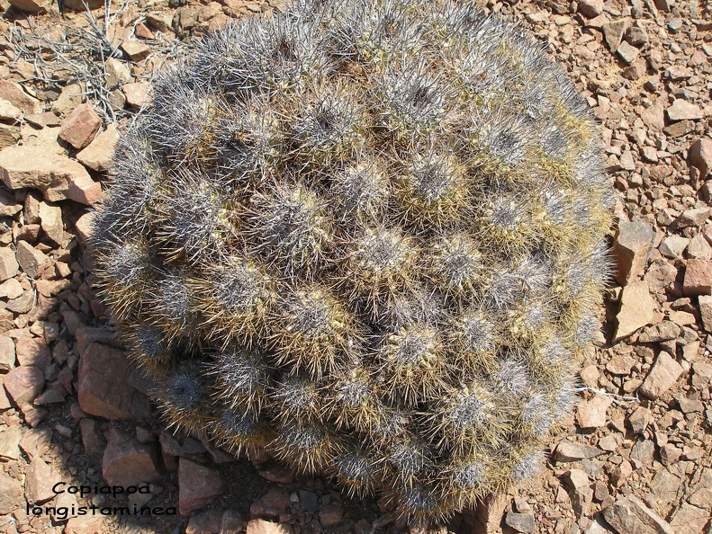 P1018136