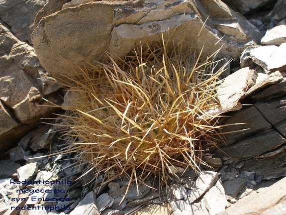 P1018142