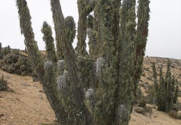 P1018149