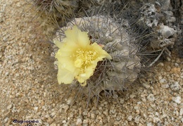 P1018157