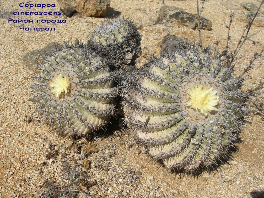 P1018165