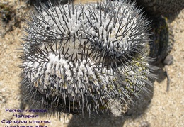 P1018167