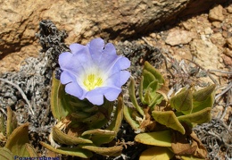 P1018185