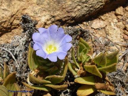 P1018185
